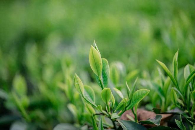 采茶、制茶、烧烤、露营你想要自然和野趣腾冲茶博园都能实现