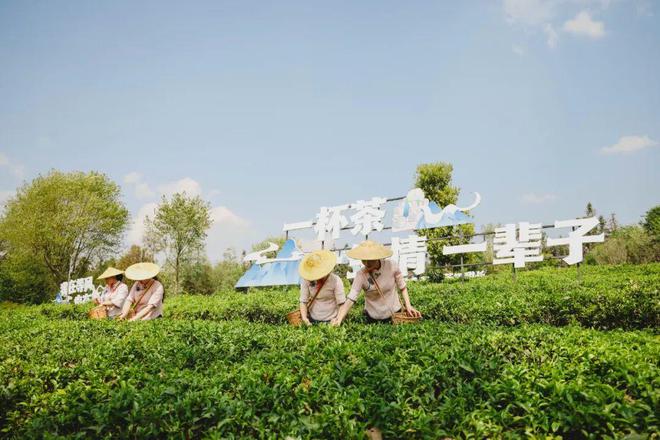 采茶、制茶、烧烤、露营你想要自然和野趣腾冲茶博园都能实现(图4)