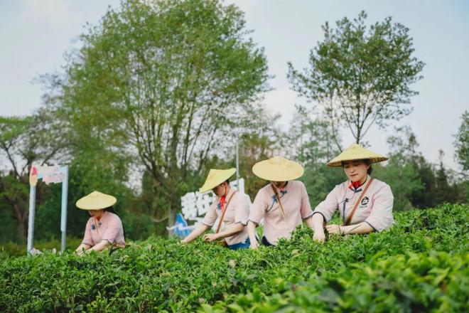 采茶、制茶、烧烤、露营你想要自然和野趣腾冲茶博园都能实现(图3)