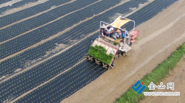 江苏句容：首次采用覆膜机插秧技术“科技+”破解稻田除草难(图1)