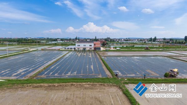 江苏句容：首次采用覆膜机插秧技术“科技+”破解稻田除草难(图4)
