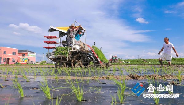 江苏句容：首次采用覆膜机插秧技术“科技+”破解稻田除草难(图3)