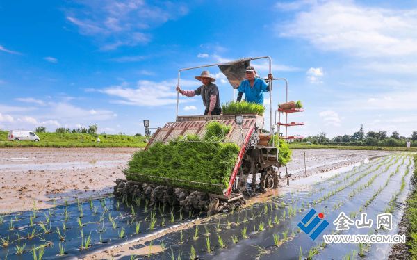 江苏句容：首次采用覆膜机插秧技术“科技+”破解稻田除草难(图5)
