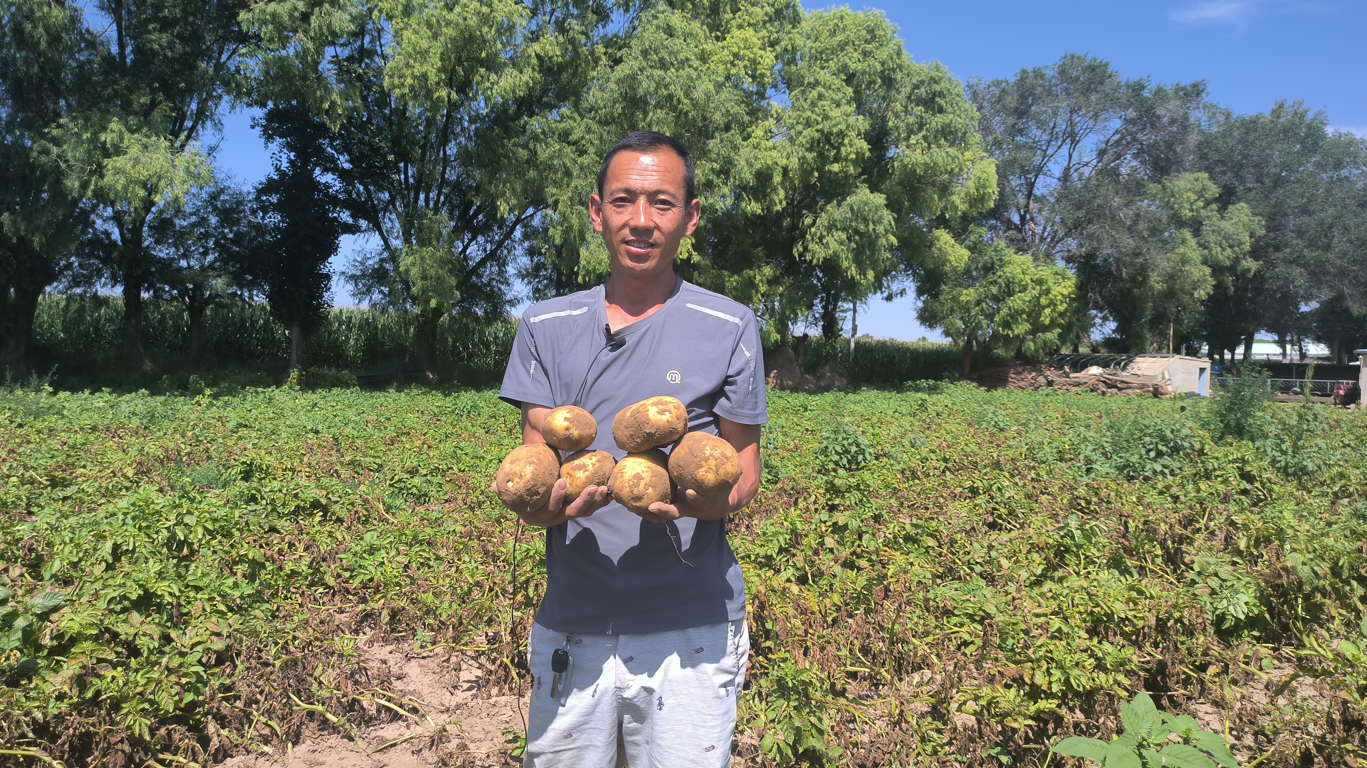 马铃薯重茬种植病害多发土壤净化修复后产量品质大幅提升(图3)