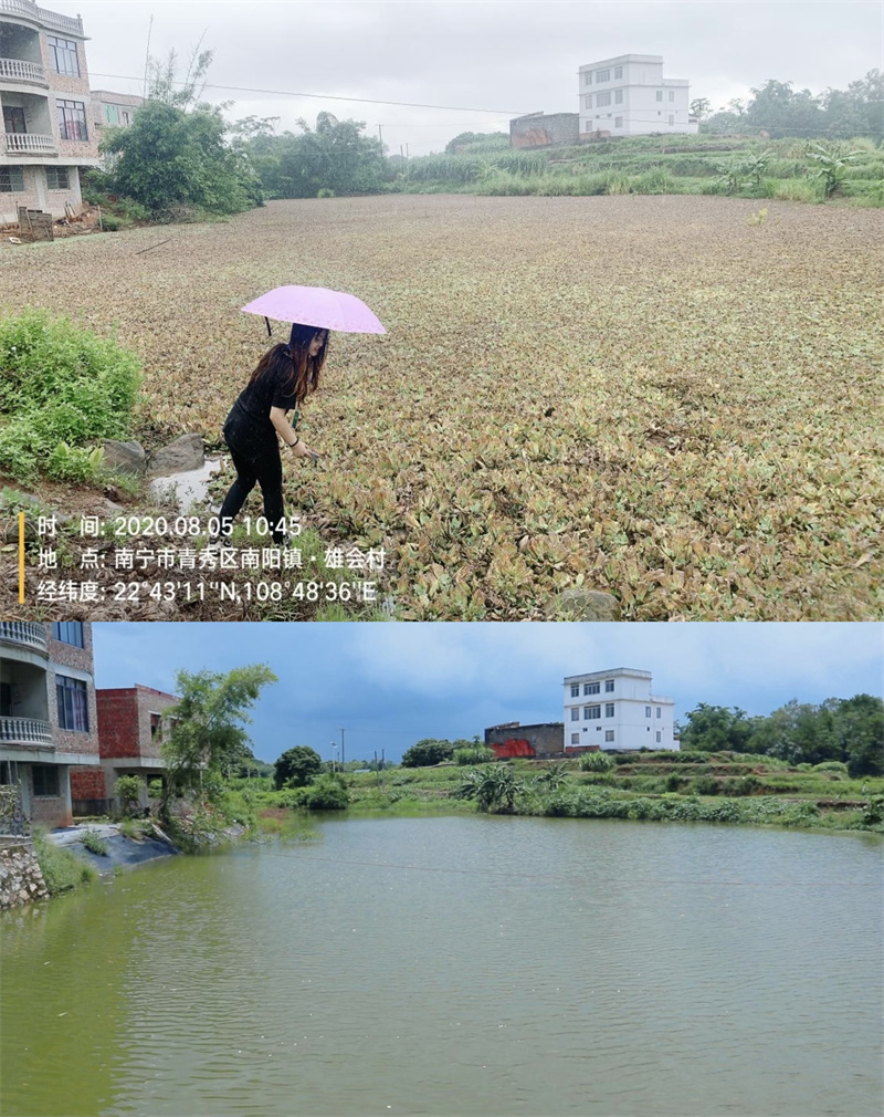 “臭水塘”蝶变美丽“生态塘”南宁人大推动民生实事“落地有声”(图2)