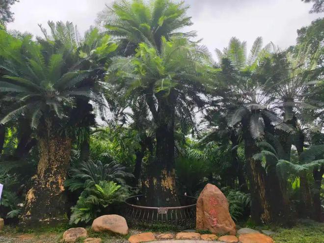 广西真的好！(图8)