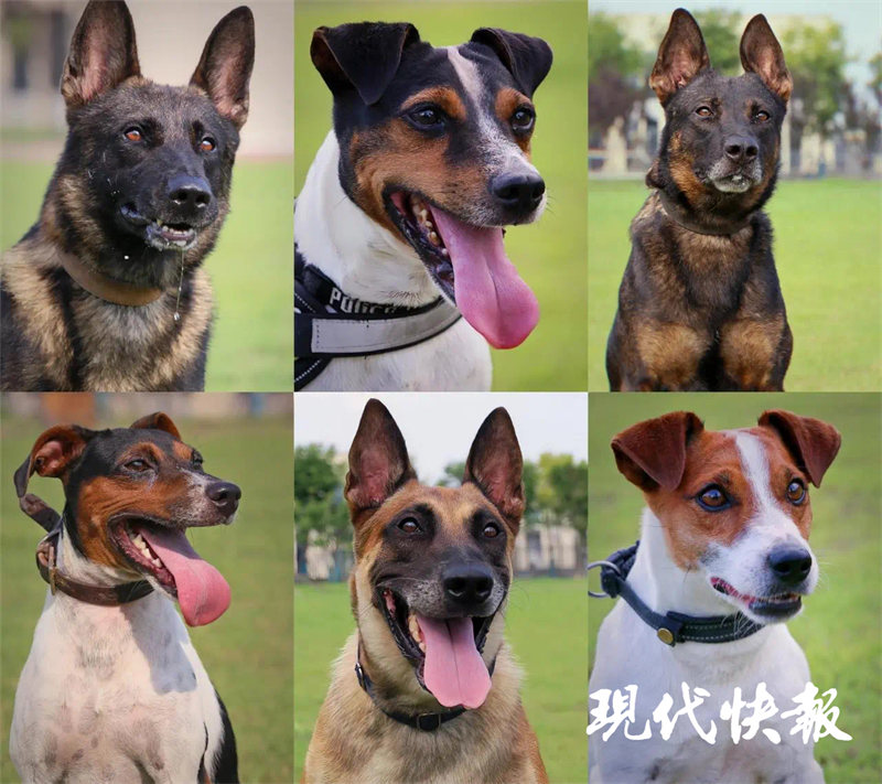 全国最强警汪大PK！江苏这对亲密战友勇夺第一(图5)