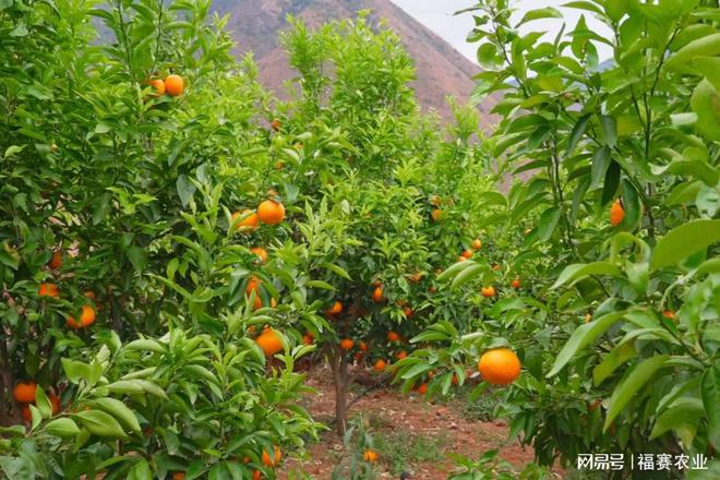 破局山地果树种植：生物酶小分子有机肥充氧爆震技术