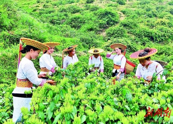 特色领航产业千重锦集群助力新质万里通——邵阳市特色产业集群发展走笔湖南日报版面头条(图2)