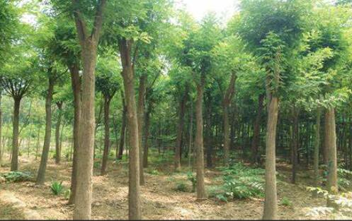 江西上饶铅山县乔木种植基地-介绍页面