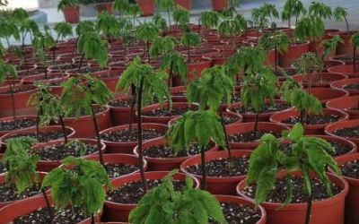 人参种植土壤氮磷钾监测应用解决方案