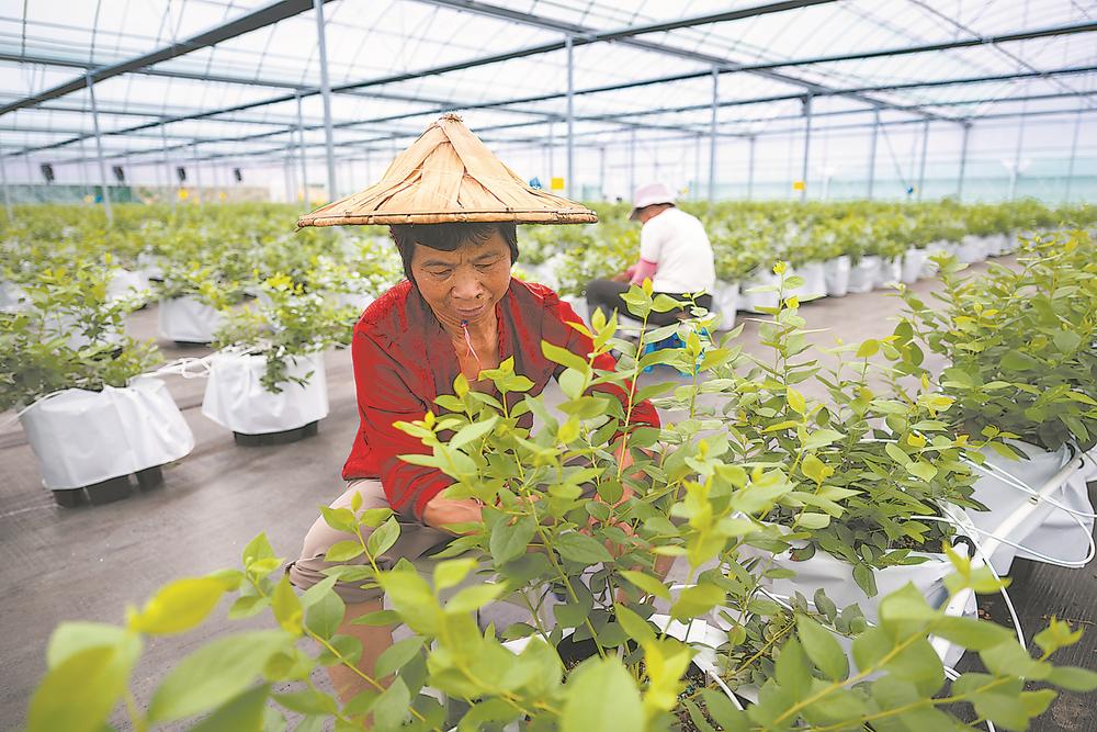 科技赋能低效用地变身高品质蓝莓基地