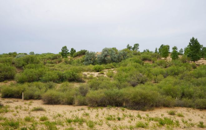 产学研共塑绿色科技！巷西环境荒漠治理技术“世界领先”丨青创引力场(图3)