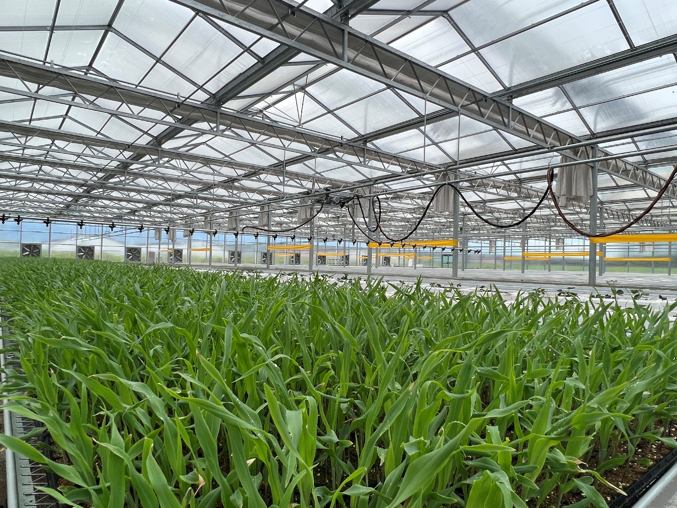 “小菌种”绘就“大农业”