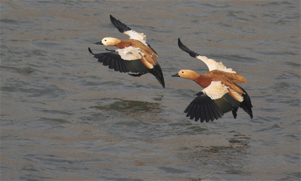 治河护绿齐发力宜居宜游展新貌——兰州以生态实效绘就山清水秀城美新图景(图4)