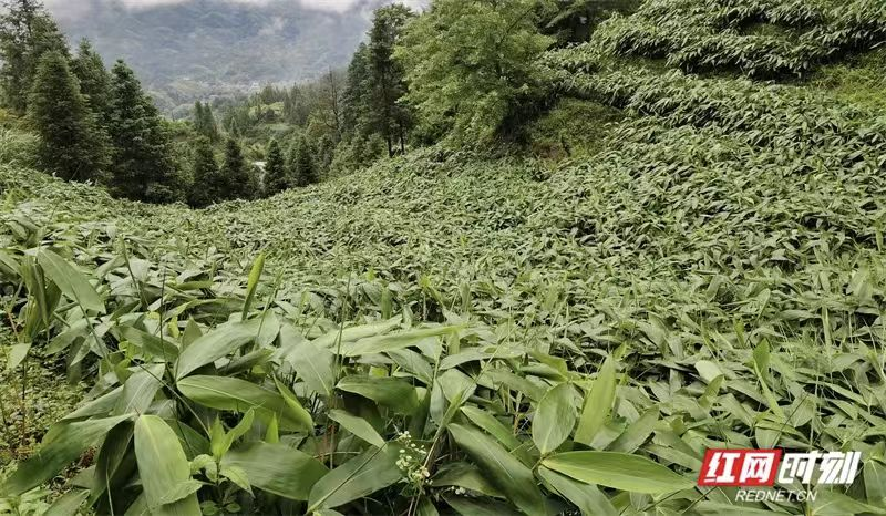 绿色发展新答卷(图3)