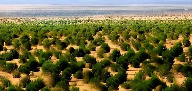 一天“吞”掉40亩沙漠？中国发明的“吞沙巨兽”已在甘肃启用！(图10)