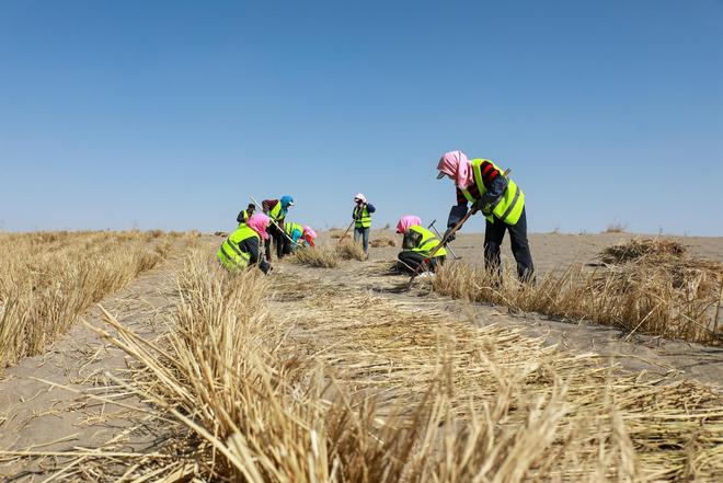 一天“吞”掉40亩沙漠？中国发明的“吞沙巨兽”已在甘肃启用！(图17)