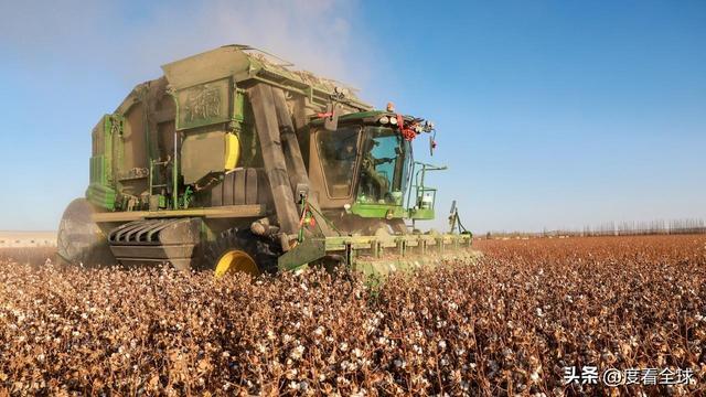 盐碱地逆袭！甘肃金塔万亩棉花迎丰收科技赋能乡村振兴加速度(图3)