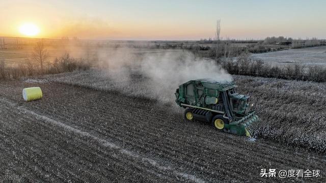 盐碱地逆袭！甘肃金塔万亩棉花迎丰收科技赋能乡村振兴加速度(图5)