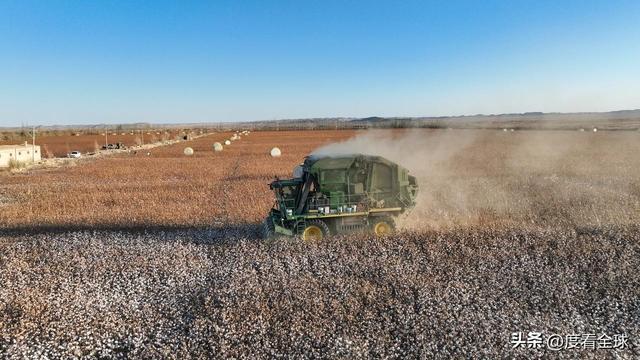 盐碱地逆袭！甘肃金塔万亩棉花迎丰收科技赋能乡村振兴加速度(图4)