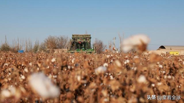 盐碱地逆袭！甘肃金塔万亩棉花迎丰收科技赋能乡村振兴加速度