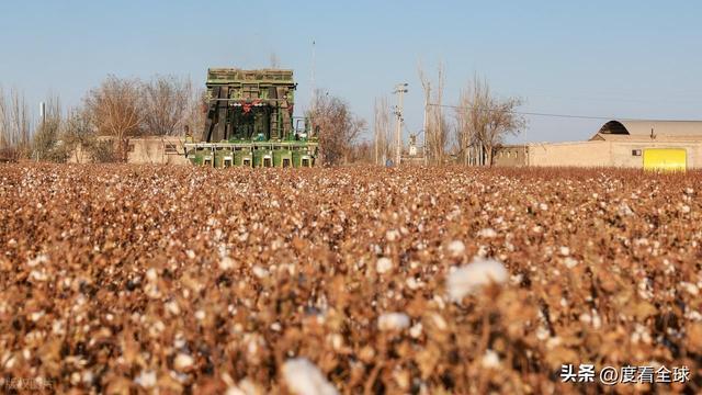 盐碱地逆袭！甘肃金塔万亩棉花迎丰收科技赋能乡村振兴加速度(图6)