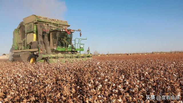 盐碱地逆袭！甘肃金塔万亩棉花迎丰收科技赋能乡村振兴加速度(图10)