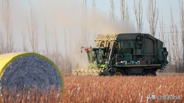 盐碱地逆袭！甘肃金塔万亩棉花迎丰收科技赋能乡村振兴加速度(图11)