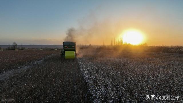 盐碱地逆袭！甘肃金塔万亩棉花迎丰收科技赋能乡村振兴加速度(图13)