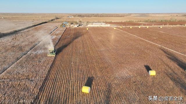 盐碱地逆袭！甘肃金塔万亩棉花迎丰收科技赋能乡村振兴加速度(图12)