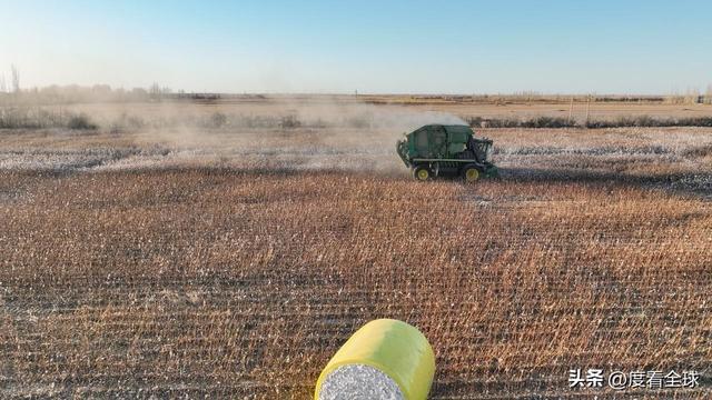 盐碱地逆袭！甘肃金塔万亩棉花迎丰收科技赋能乡村振兴加速度(图9)