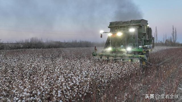 盐碱地逆袭！甘肃金塔万亩棉花迎丰收科技赋能乡村振兴加速度(图16)
