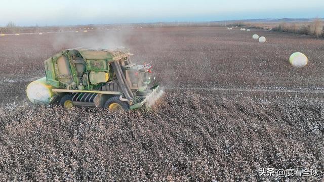 盐碱地逆袭！甘肃金塔万亩棉花迎丰收科技赋能乡村振兴加速度(图14)