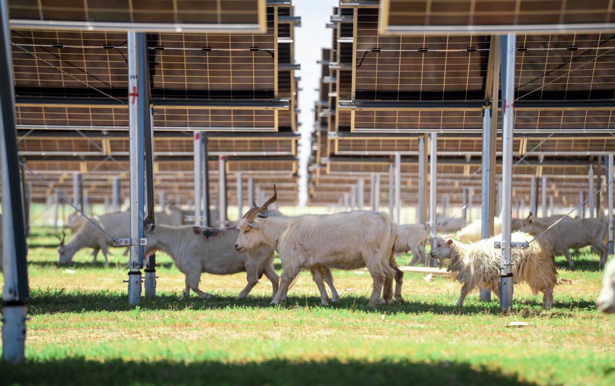 “沙戈荒”上的绿色能源答卷能源强国品牌路系列报道①(图3)