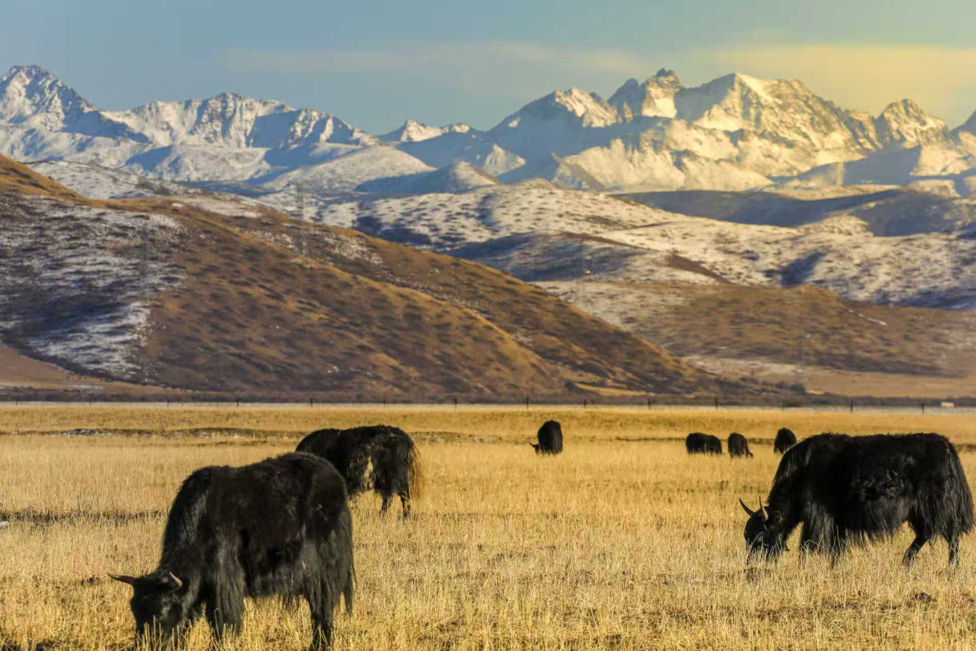 阿坝州红原县：推进畜牧业转型升级走出生态富民新路径