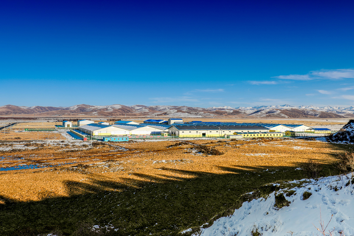 阿坝州红原县：推进畜牧业转型升级走出生态富民新路径(图2)