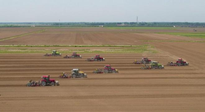 一粒花生串起共富路鲁花全链赋能乡村振兴(图2)