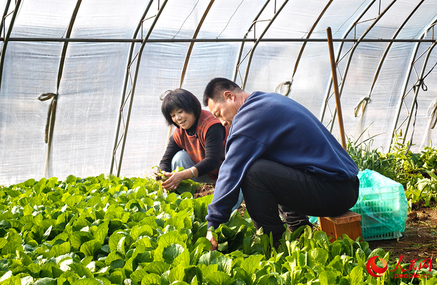 新春走基层丨乡村大棚里的一键“春耕”(图2)