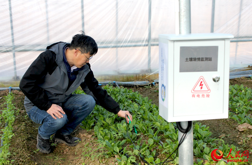 新春走基层丨乡村大棚里的一键“春耕”(图3)