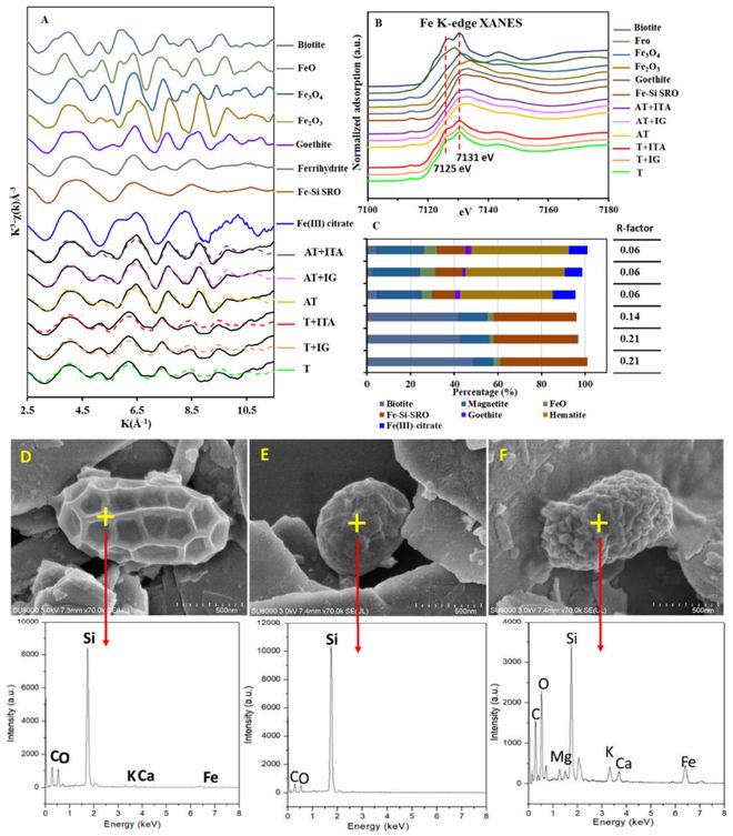 【专家视角】EST铁尾矿中有机质的微生物加工与矿物稳定作用：基于同位素标记与亚微米尺度(图3)