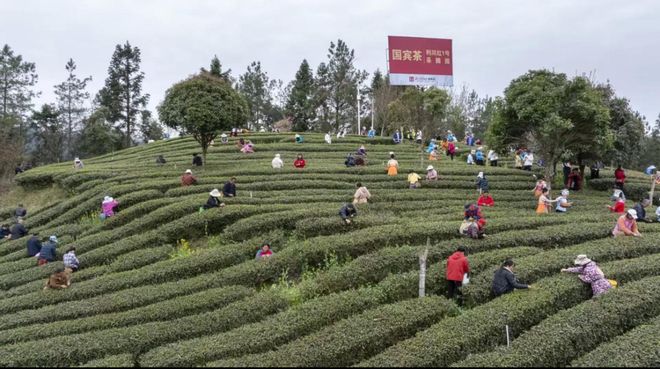 利川市巴人红茶业：生态筑基茶韵铸魂打造利川红茶旅融合美丽工厂(图1)