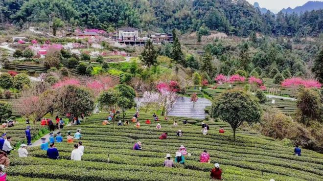 利川市巴人红茶业：生态筑基茶韵铸魂打造利川红茶旅融合美丽工厂(图2)
